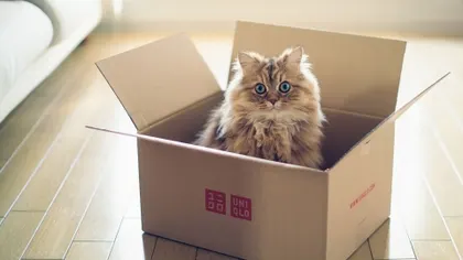 cats blue eyes animals wooden floor boxes ben torode Art HD Wallpaper